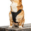 K9 Sport Dog Harness, Black