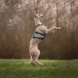 Non-Stop Dogwear Ramble Harness Long, Teal