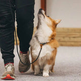 Non-Stop Dogwear Retriever Leash, Black