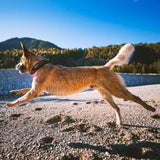 Non-Stop Dogwear Rock Collar, Black/Orange