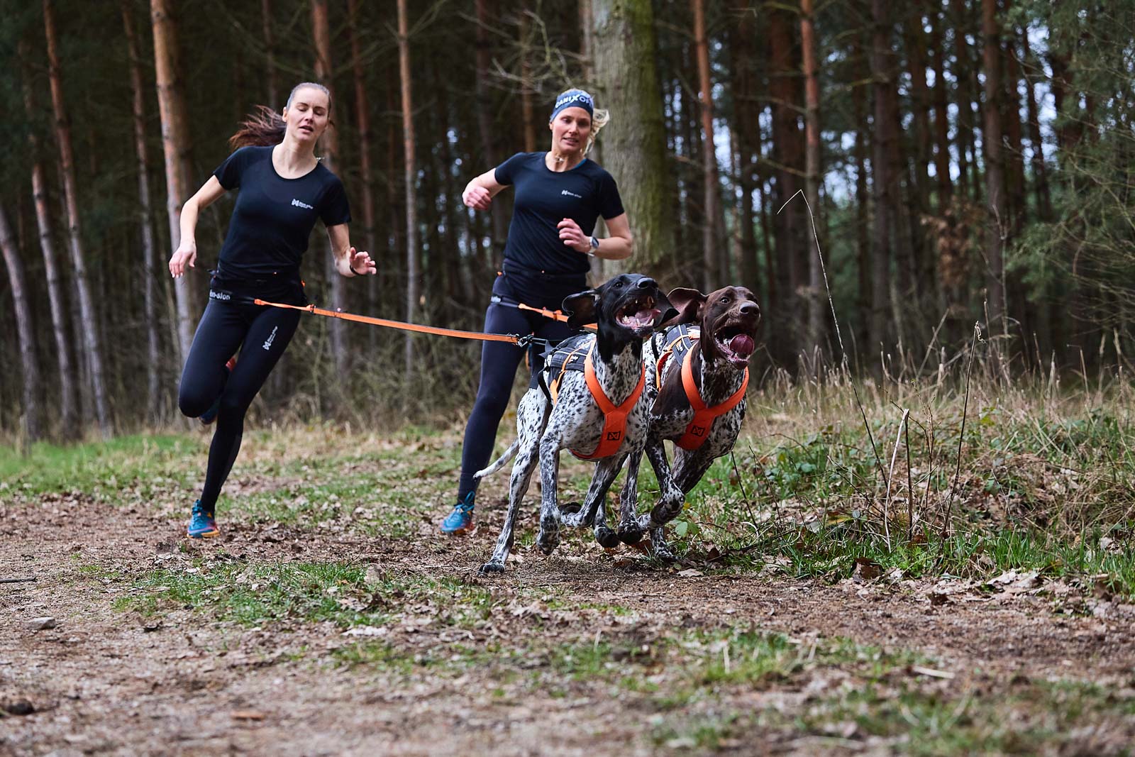 How to Start Canicross