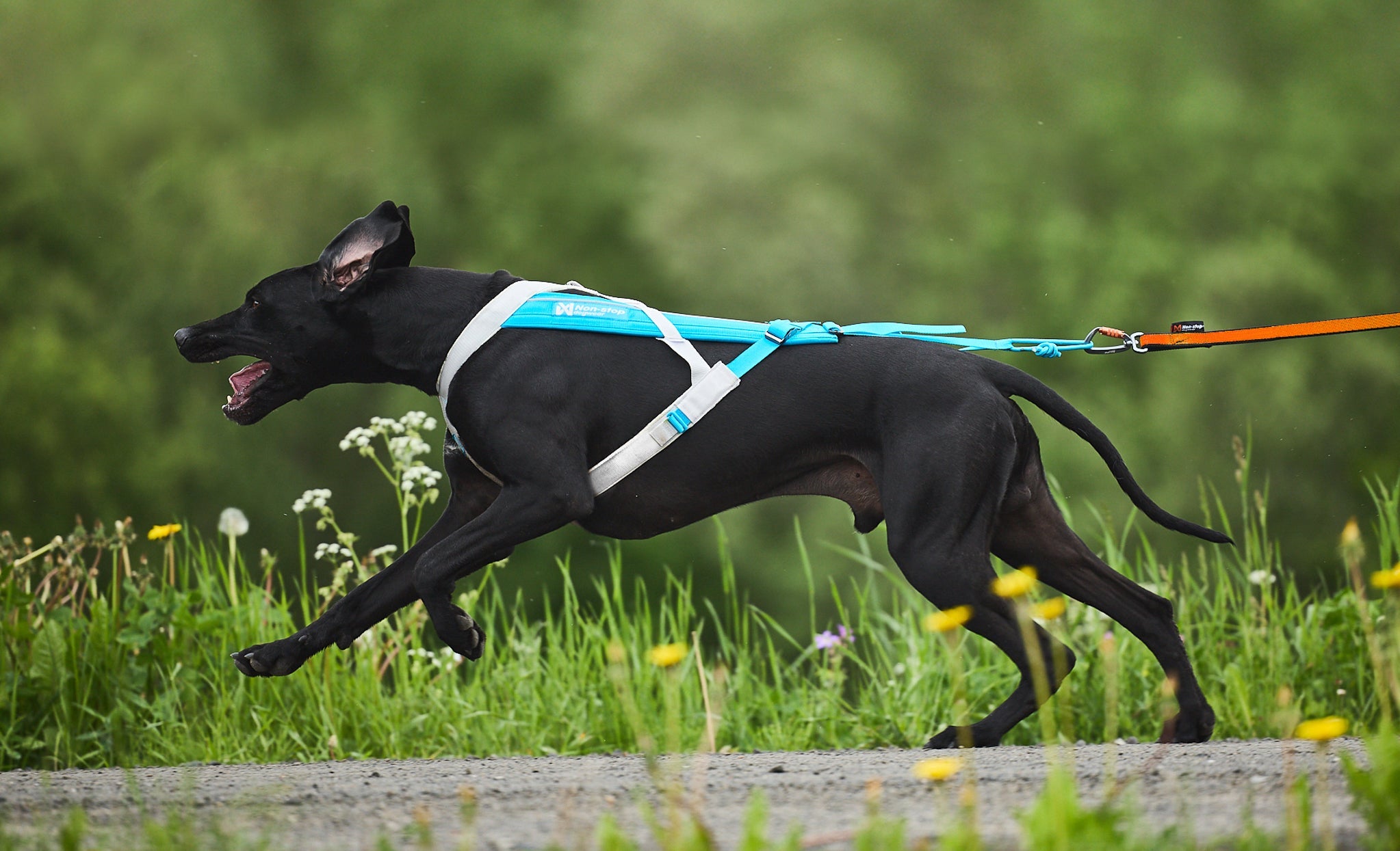 Canicross for Reactive Dogs: A Comprehensive Guide
