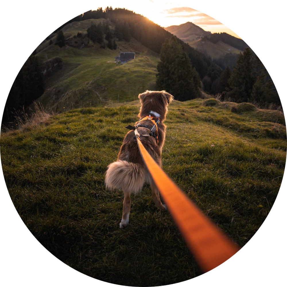 Canicross Leashes