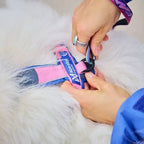 Non-Stop Dogwear Line Harness 5.0 Rachel Pohl Edition, Purple/Pink