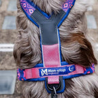 Non-Stop Dogwear Line Harness 5.0 Rachel Pohl Edition, Purple/Pink