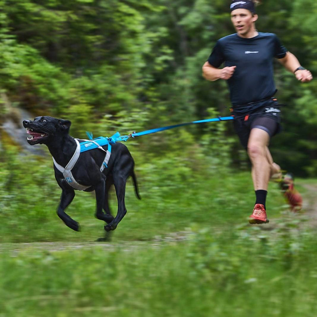 Non-Stop Dogwear Bungee Leash, Blue