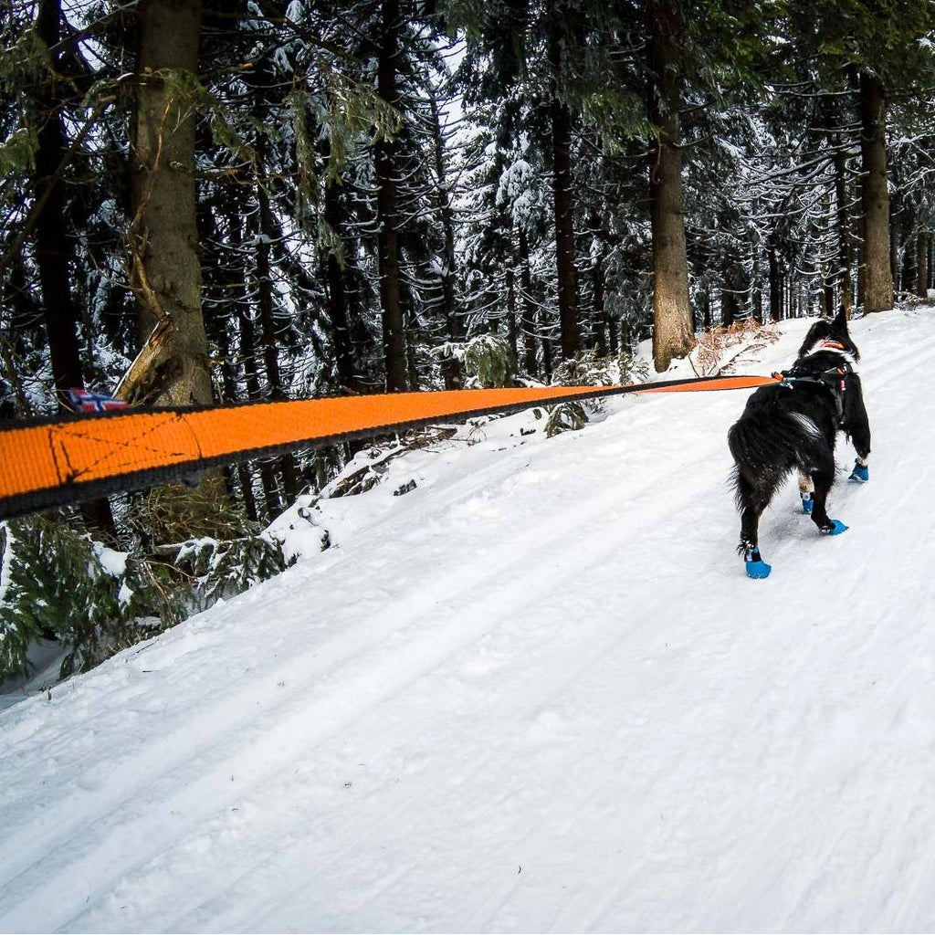 Non-Stop Dogwear Bungee Leash, Blue