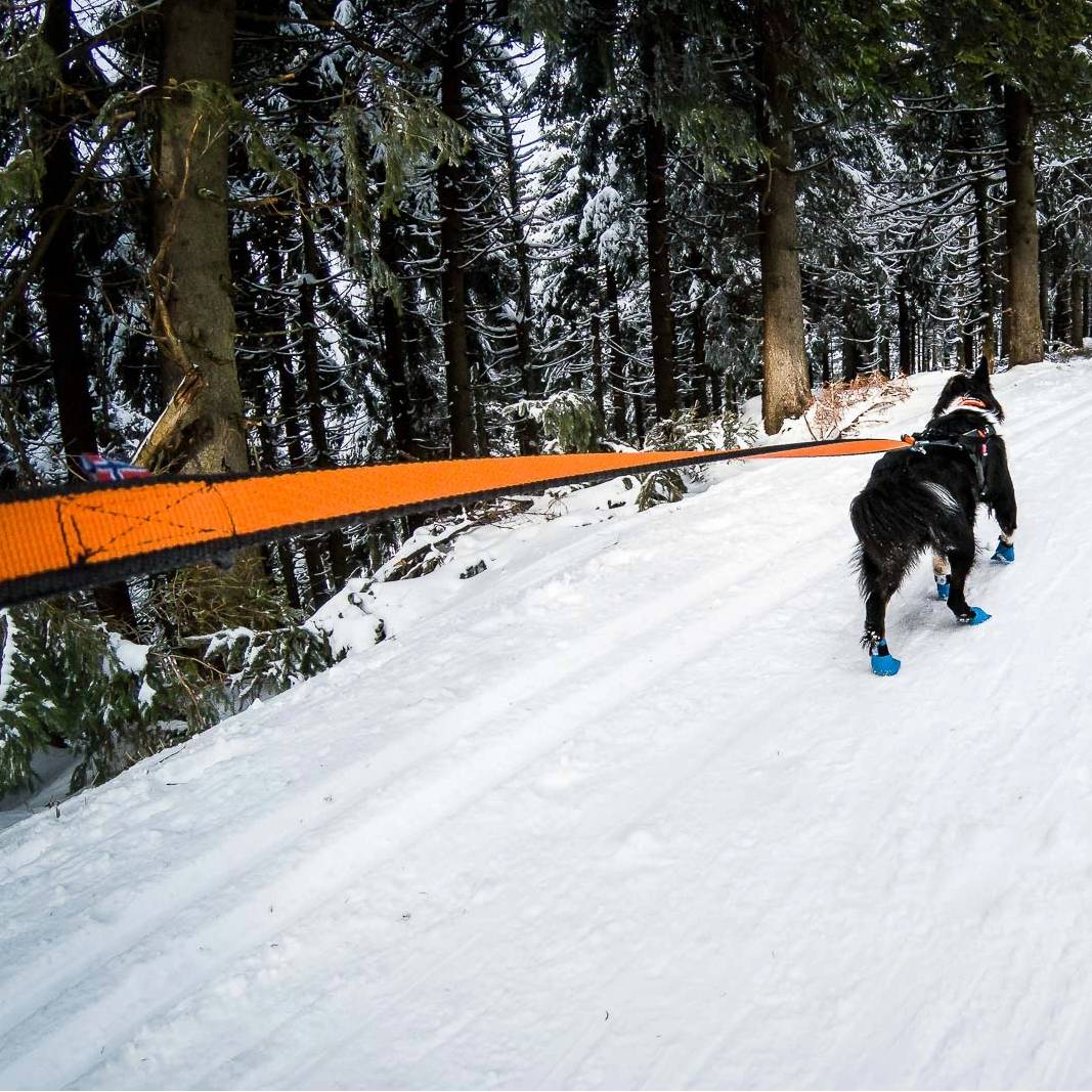 Non-Stop Dogwear Bungee Leash, Blue