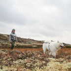 Non-Stop Dogwear Ferd Belt, Blue