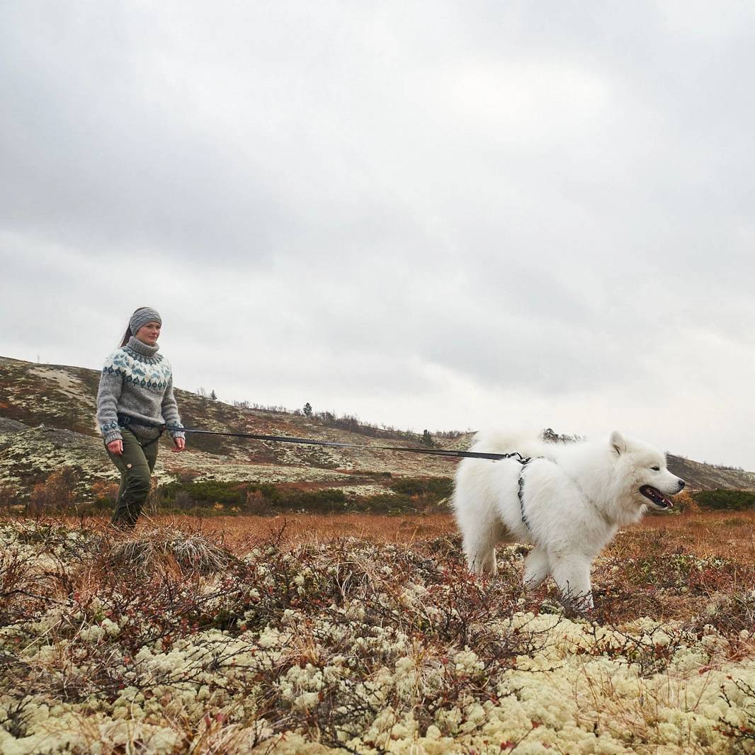 Non-Stop Dogwear Ferd Belt, Blue