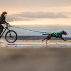 Non-Stop Dogwear Freemotion Harness 5.0, Aqua