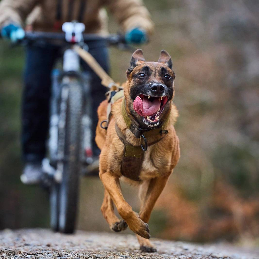 Non-Stop Dogwear Freemotion Harness WD, Olive