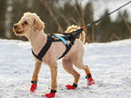 Non-Stop Dogwear Freemotion Harness, Black