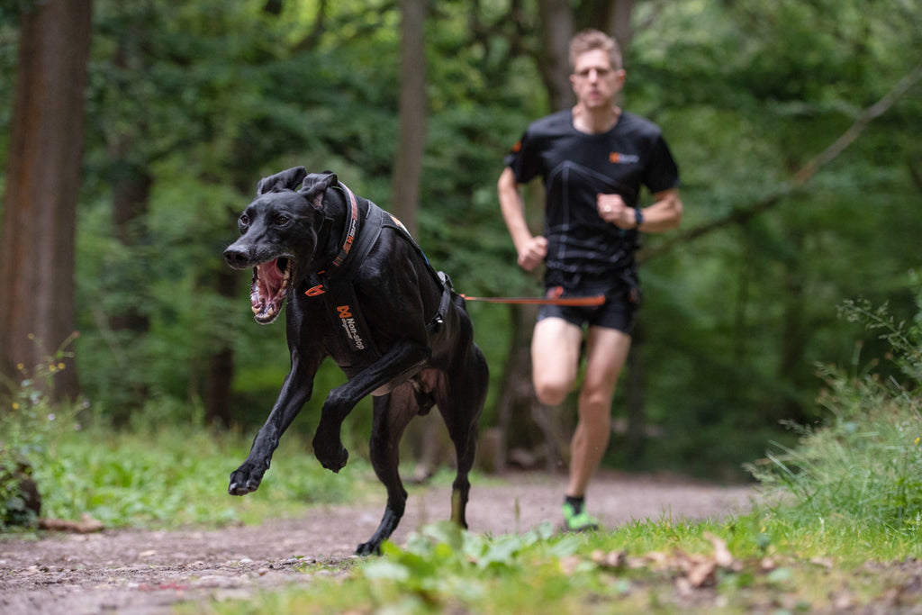 Non-Stop Dogwear Freemotion Harness, Black