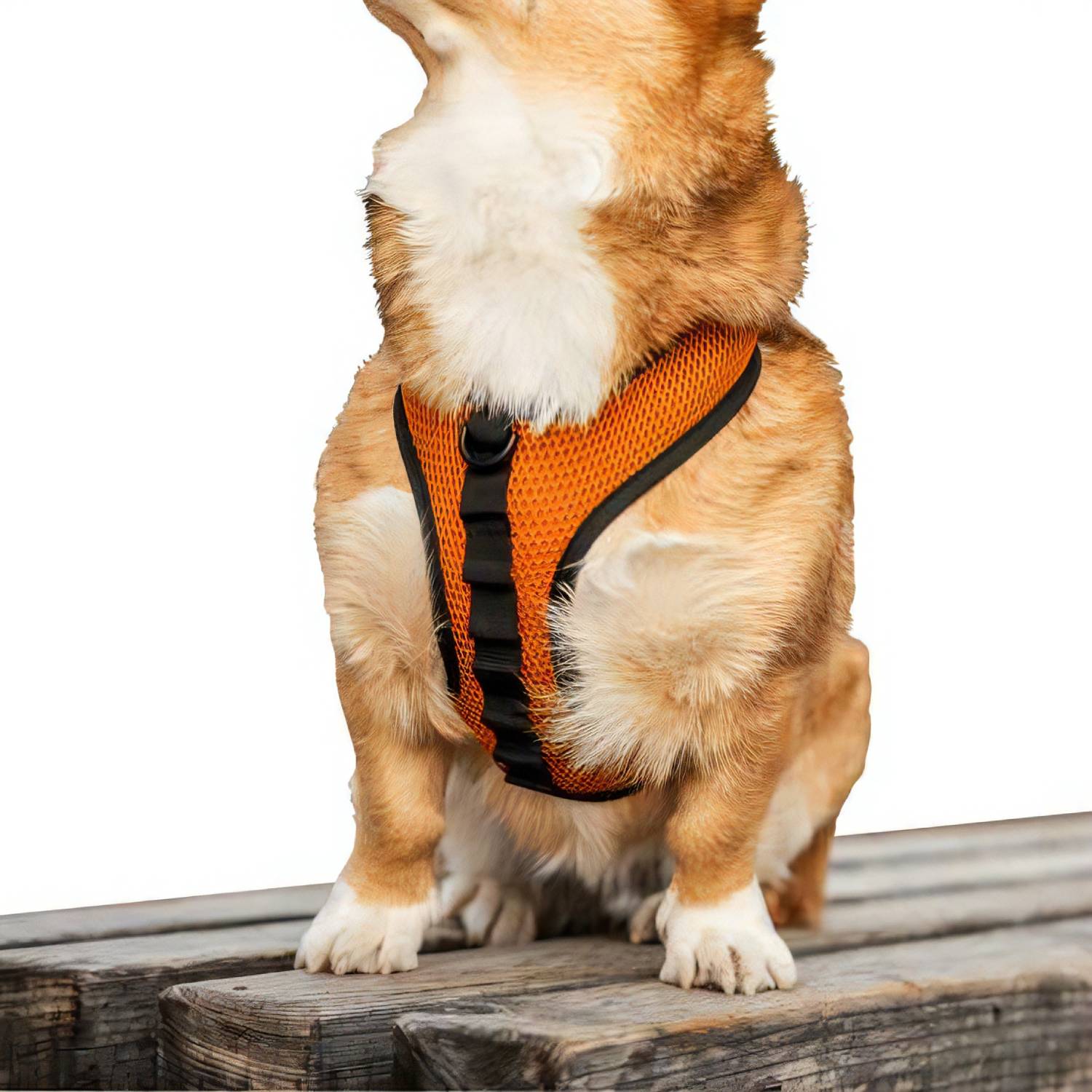 K9 Sport Dog Harness, Orange Main image