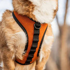 K9 Sport Dog Harness, Orange