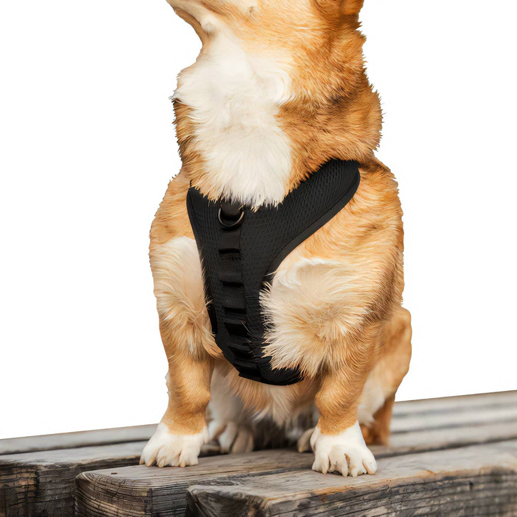 K9 Sport Dog Harness, Black