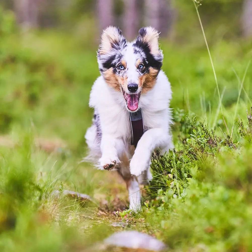 Non-Stop Dogwear Line Harness 5.0, Green