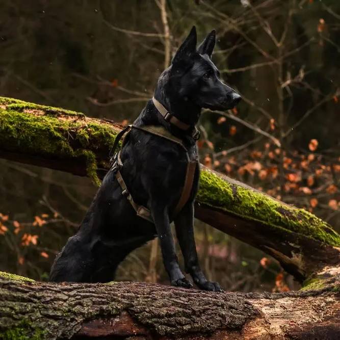 Non-Stop Dogwear Line Harness Grip WD, Olive