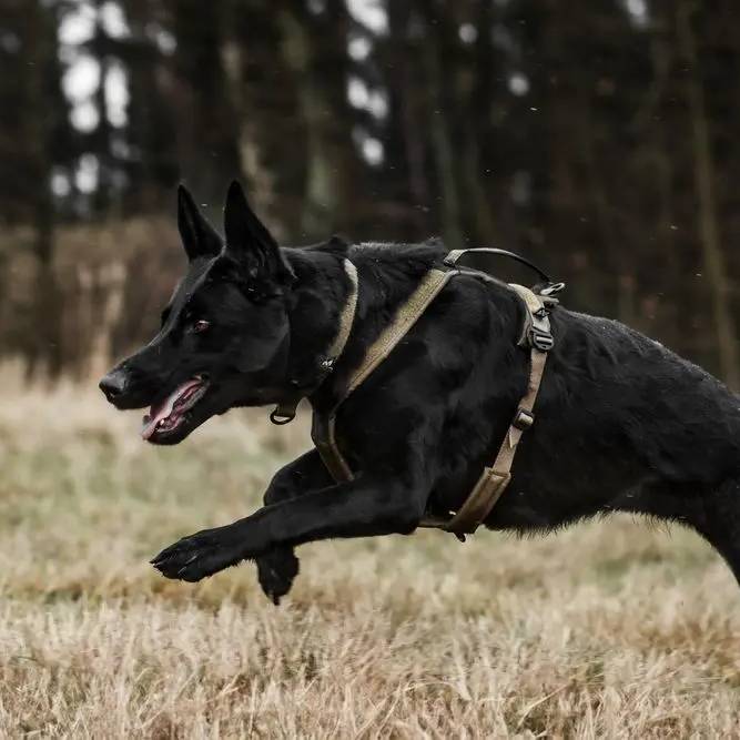 Non-Stop Dogwear Line Harness Grip WD, Olive