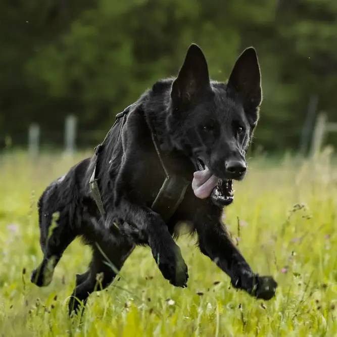 Non-Stop Dogwear Line Harness Long WD, Olive