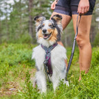 Non-Stop Dogwear Line Harness 5.0, Blue