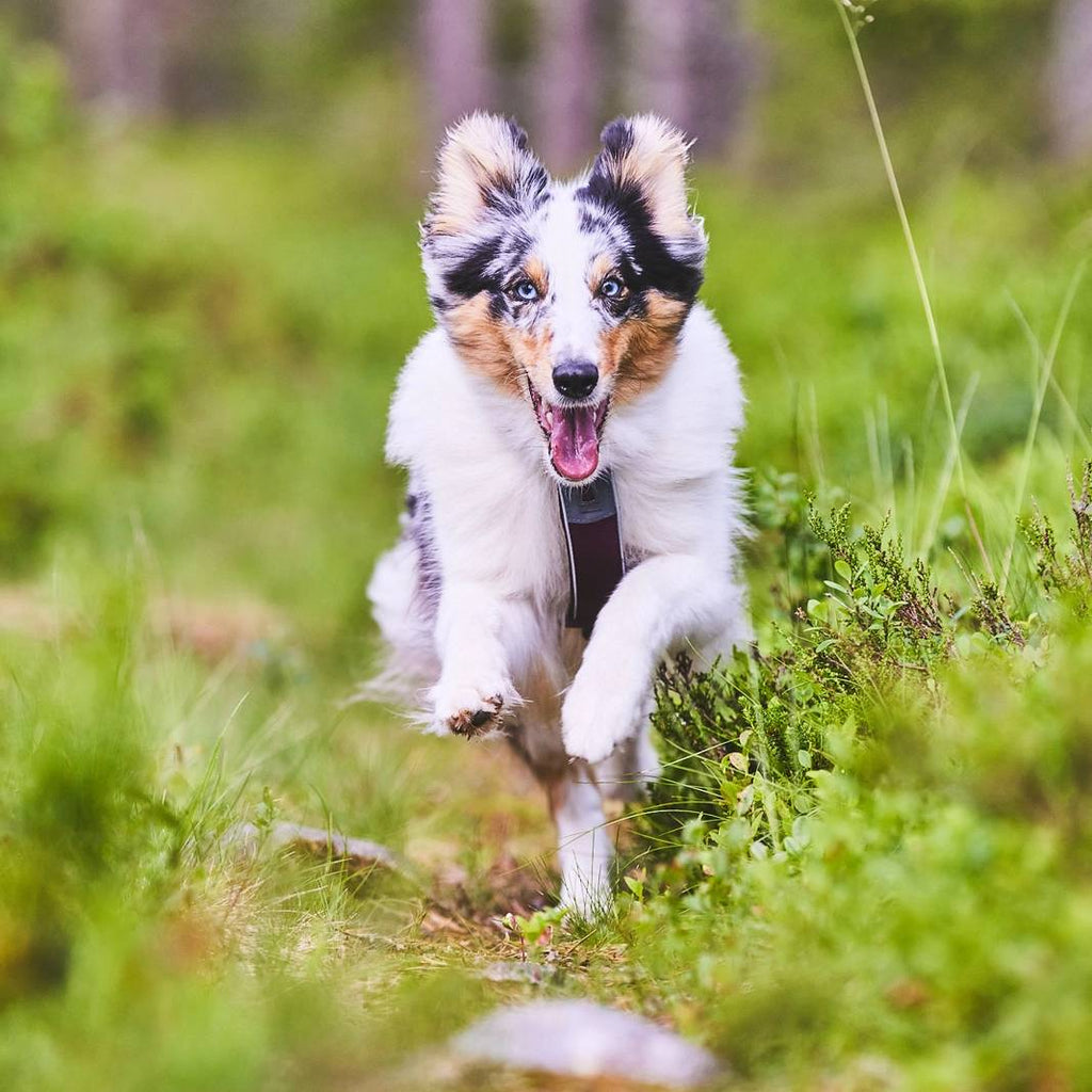 Non-Stop Dogwear Line Harness 5.0, Blue