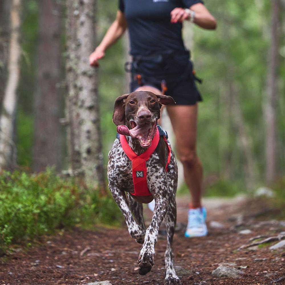 Non-Stop Dogwear Freemotion Harness 5.0, Pink/Grey