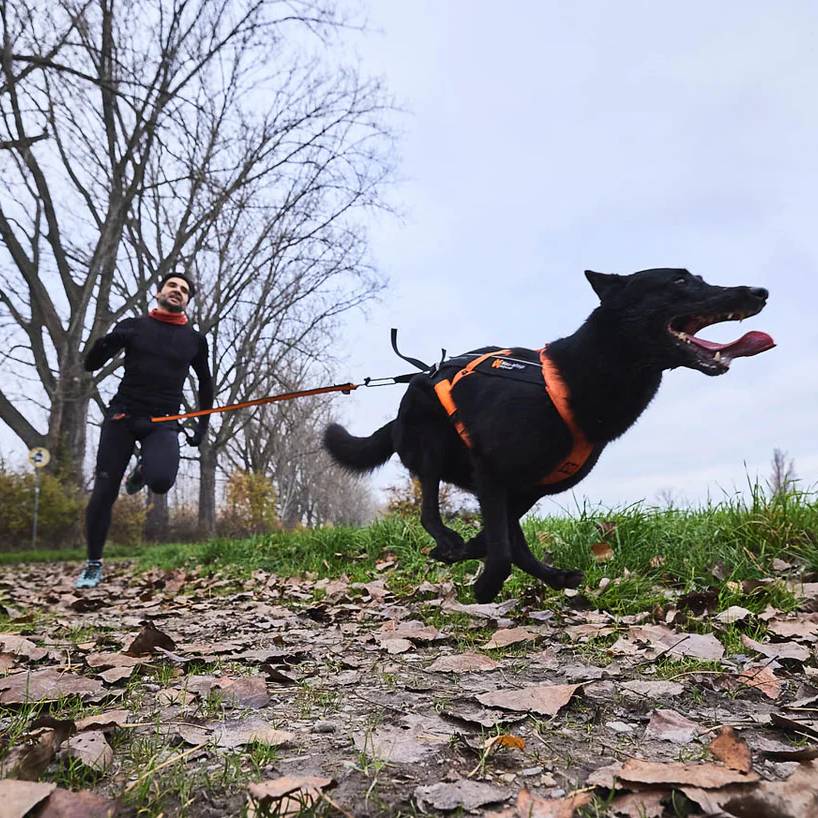 Non-Stop Dogwear Bungee Leash, Aqua