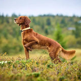 Non-Stop Dogwear Protector Collar, Orange