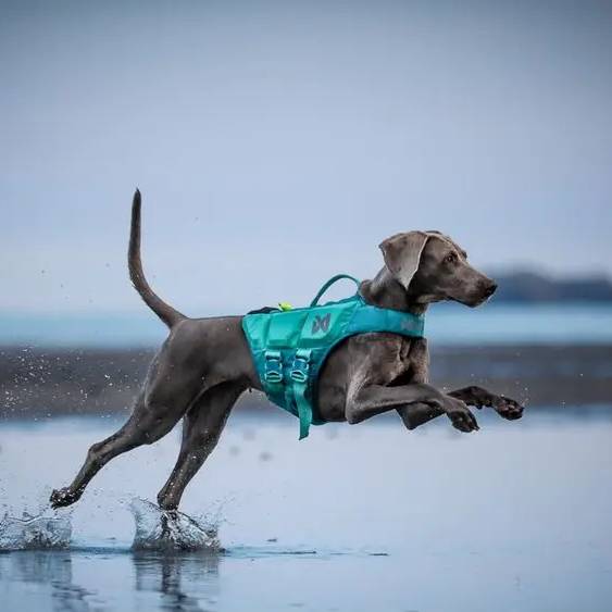 Non-Stop Dogwear Protector Life Jacket, Teal