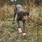 Non-Stop Dogwear Protector Light Socks, Orange