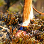 Non-Stop Dogwear Protector Light Socks, Orange
