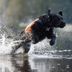 Non-Stop Dogwear Protector Neoprene Vest, Orange