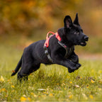 Non-Stop Dogwear Ramble Harness, Green