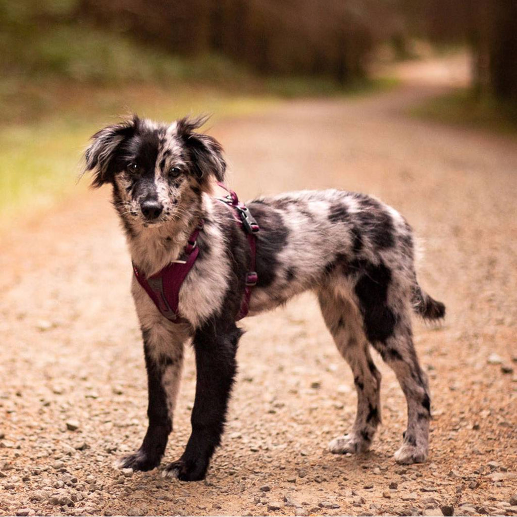 Non-Stop Dogwear Ramble Harness, Green
