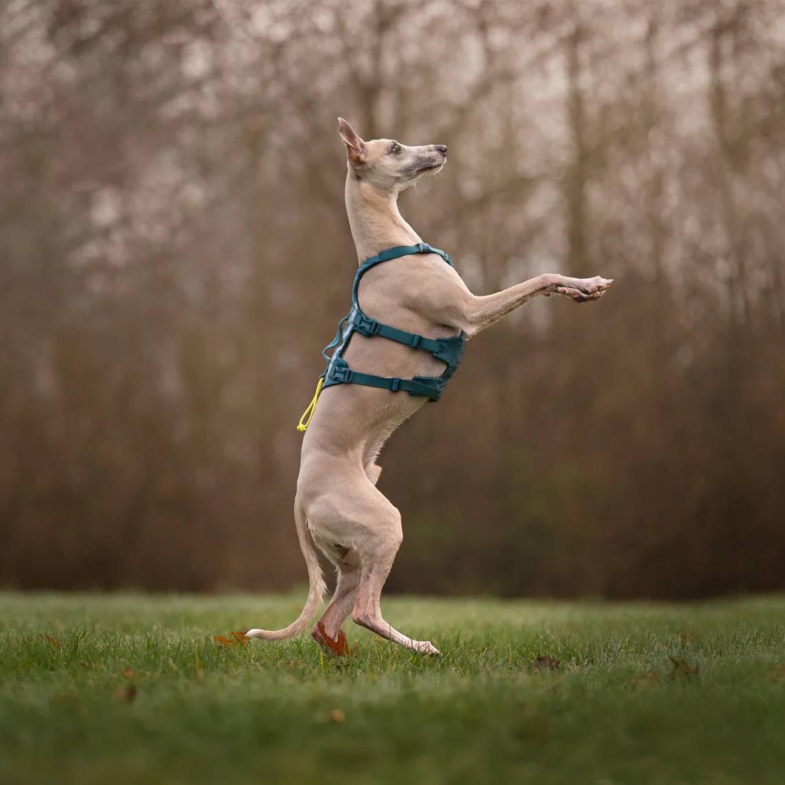 Non-Stop Dogwear Ramble Harness Long, Teal