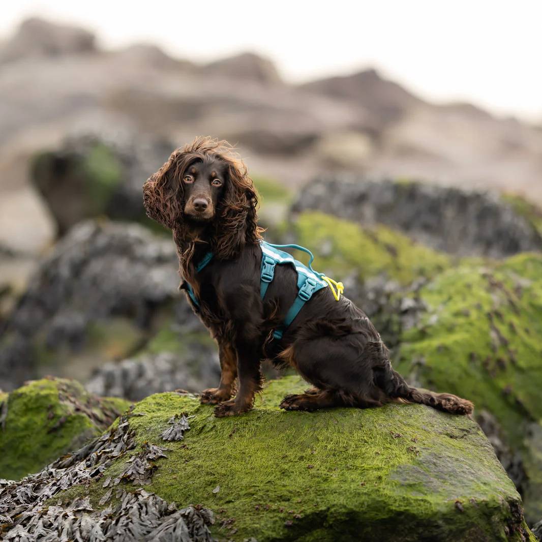 Non-Stop Dogwear Ramble Harness Long, Teal