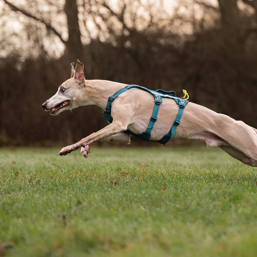 Non-Stop Dogwear Ramble Harness Long, Teal