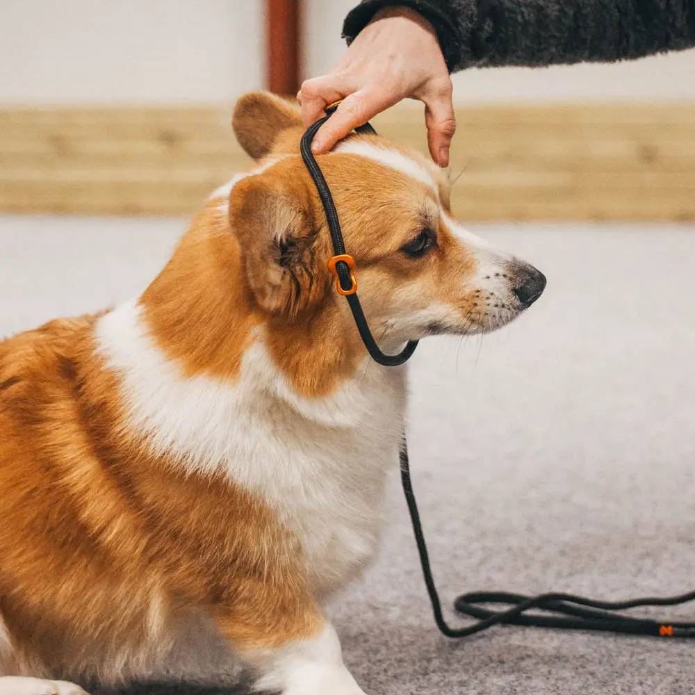 Non-Stop Dogwear Retriever Leash, Black