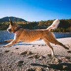 Non-Stop Dogwear Rock Collar, Black/Orange