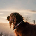 Non-Stop Dogwear Rock Collar, Black/Orange