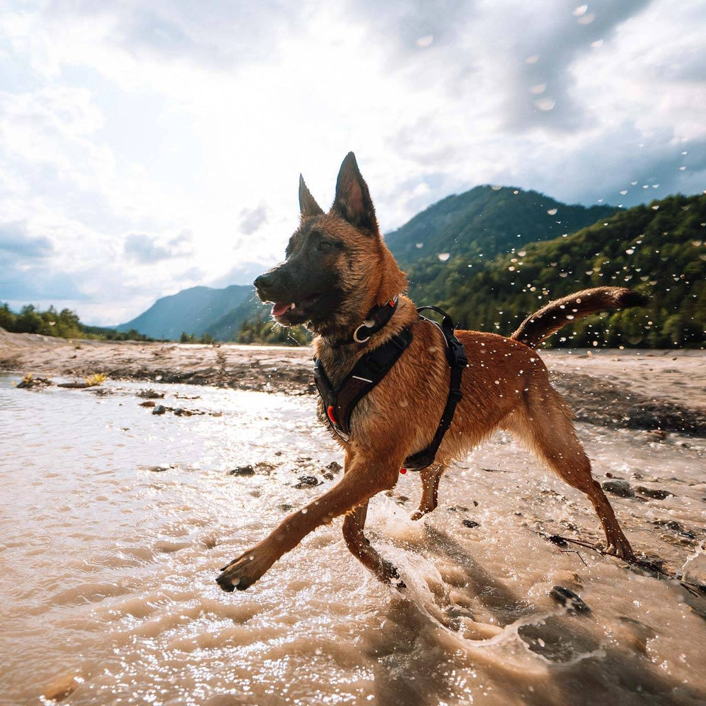 Non-Stop Dogwear Rock Harness, Black/Orange