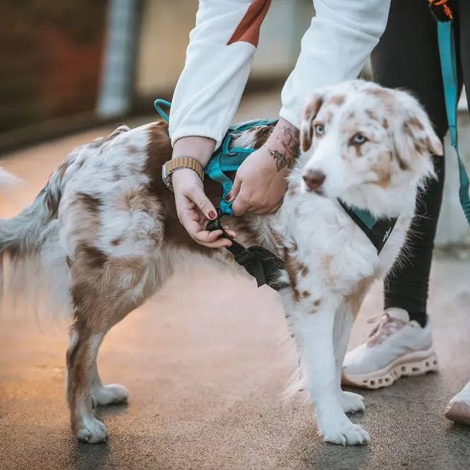 Non-Stop Dogwear Rush Harness, Teal