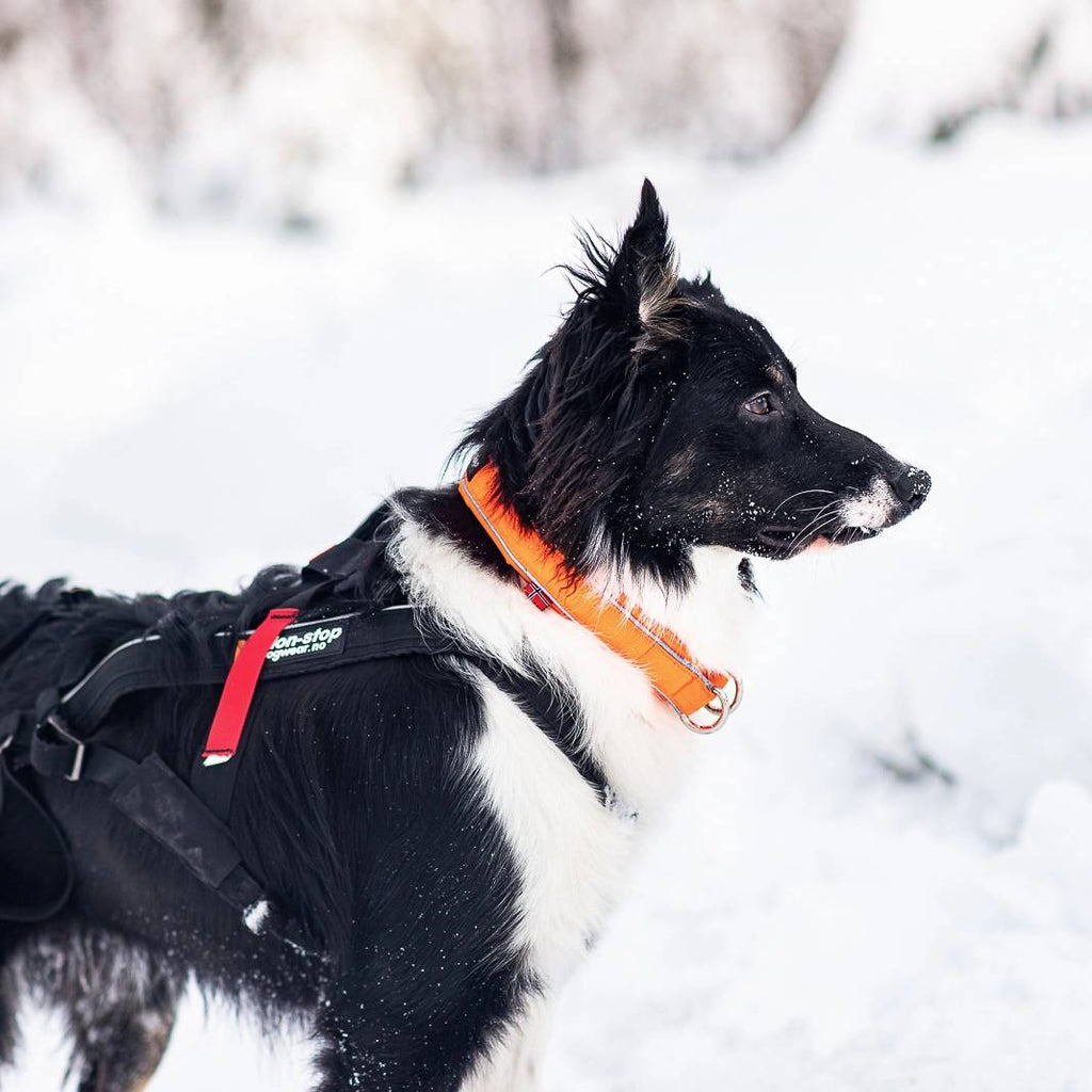 Non-Stop Dogwear Safe Collar, Orange