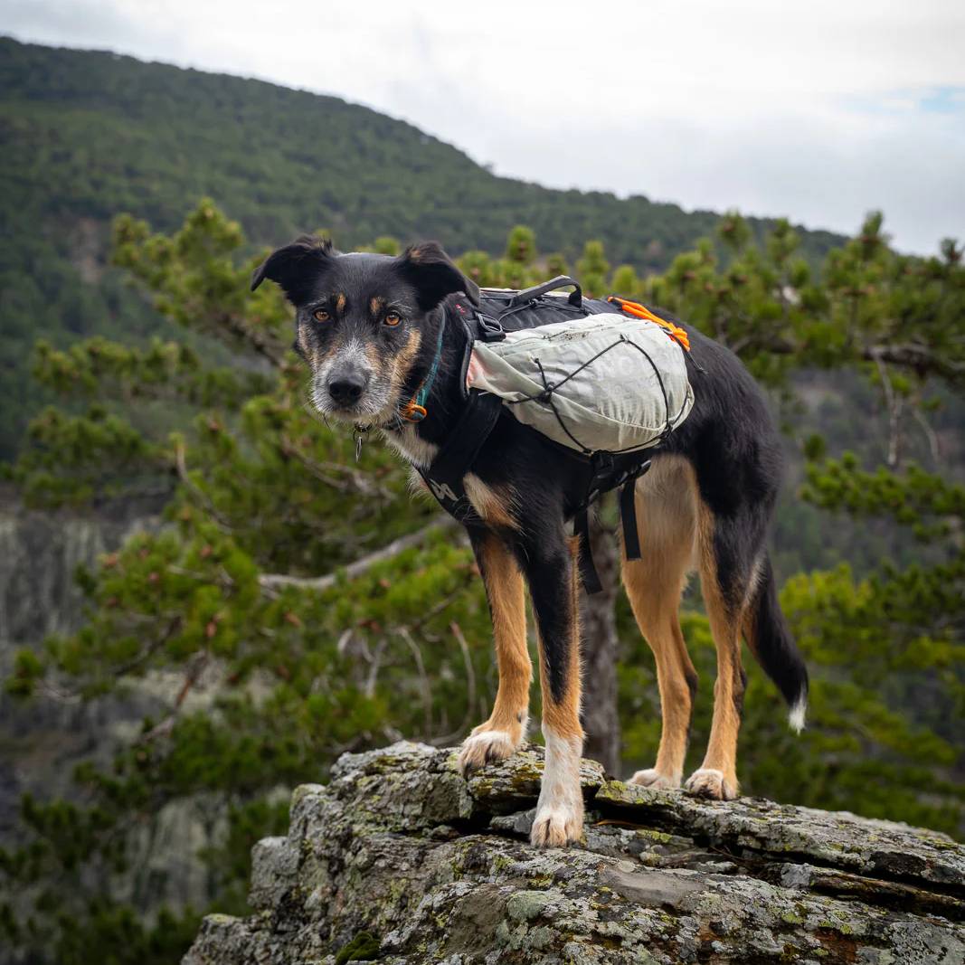 Non-Stop Dogwear Trail Light Dog Backpack, Teal