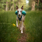 Non-Stop Dogwear Trail Light Dog Backpack, Teal