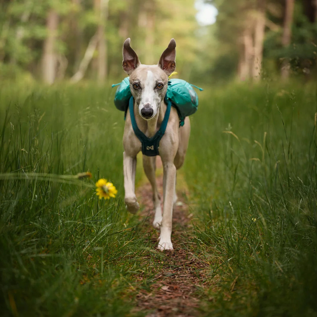 Non-Stop Dogwear Trail Light Dog Backpack, Teal