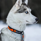 Non-Stop Dogwear Trail Quest Collar, Orange/Black