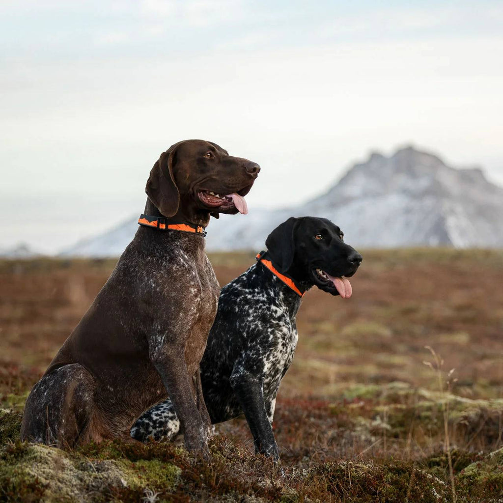 Non-Stop Dogwear Trail Quest Collar, Orange/Black